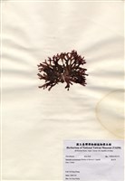 藏品(海木耳)的圖片